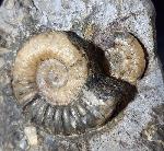 Asteroceras confusum SPATH 1925 - Bild © FossNet FossilienStore